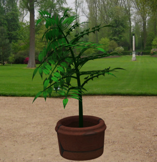 植物缩略图